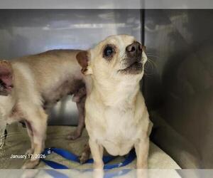 Chihuahua-Unknown Mix Dogs for adoption in Santa Cruz, CA, USA
