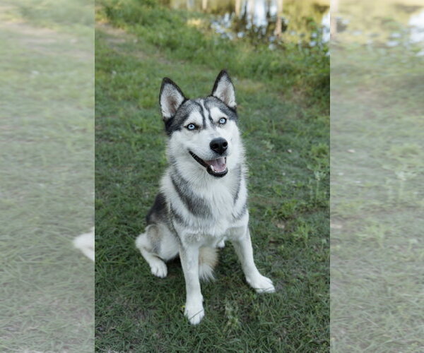 Medium Photo #3 Siberian Husky Puppy For Sale in Carrollton, TX, USA