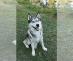 Small #2 Siberian Husky