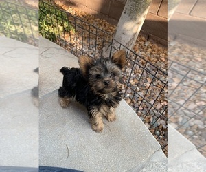 Yorkshire Terrier Puppy for sale in LAS VEGAS, NV, USA
