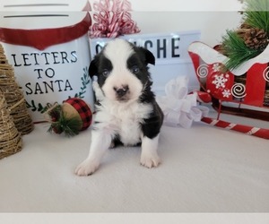 Medium Miniature Australian Shepherd