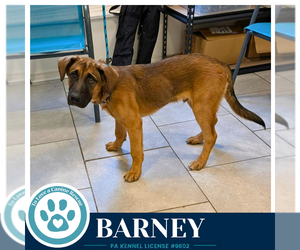 Mutt Dogs for adoption in Kimberton, PA, USA