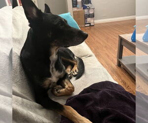 Sigmond - Male Australian Kelpie-German Shepherd Dog Mix Dog for Adoption - Photo #2