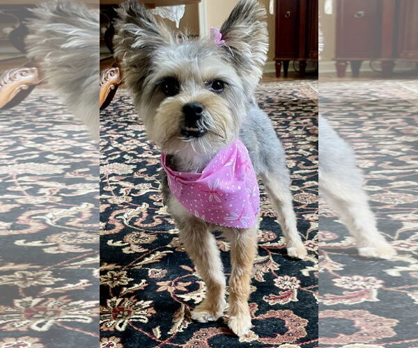 Medium Photo #3 Mutt Puppy For Sale in Allentown,, PA, USA