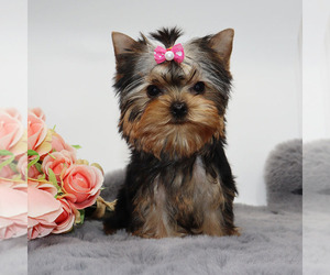 Yorkshire Terrier Puppy for sale in LOS ANGELES, CA, USA