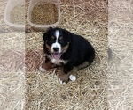 Small Photo #2 Bernese Mountain Dog Puppy For Sale in FRANKTOWN, CO, USA