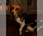 Small #4 Beagle