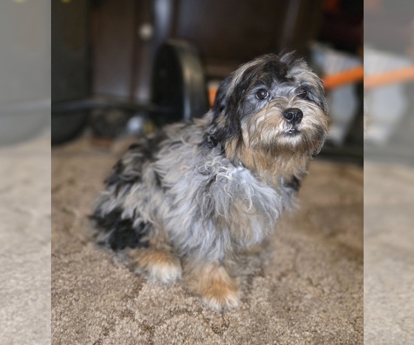Medium Photo #7 ShihPoo Puppy For Sale in DYERSBURG, TN, USA