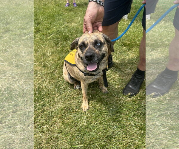 Medium Photo #13 Plott Hound-Unknown Mix Puppy For Sale in Rockaway, NJ, USA