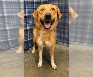 Labrador Retriever-Unknown Mix Dogs for adoption in Rosenberg, TX, USA