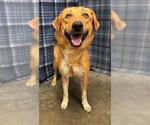 Small Labrador Retriever Mix