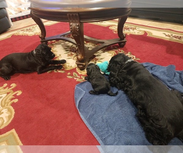 Medium Photo #3 Cocker Spaniel Puppy For Sale in HUFFMAN, TX, USA