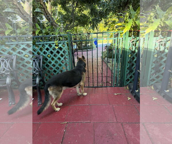 Medium Photo #3 German Shepherd Dog Puppy For Sale in Plantation, FL, USA
