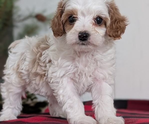 Medium Photo #26 Cavapoo (Miniature) Puppy For Sale in GOSHEN, IN, USA