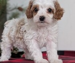 Small Photo #26 Cavapoo (Miniature) Puppy For Sale in GOSHEN, IN, USA