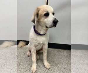 Great Pyrenees-Unknown Mix Dogs for adoption in Conroe, TX, USA