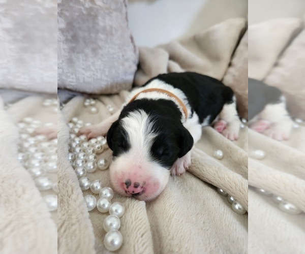Medium Photo #68 Sheepadoodle Puppy For Sale in LEHI, UT, USA