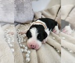 Small #14 Sheepadoodle