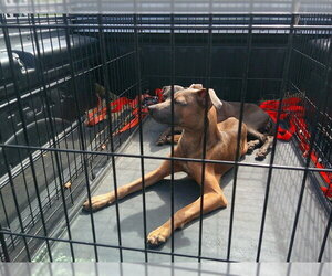 Unknown-Whippet Mix Dogs for adoption in Ocala, FL, USA