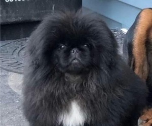 Father of the Pekingese puppies born on 09/06/2022