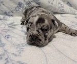 Small #7 French Bulldog