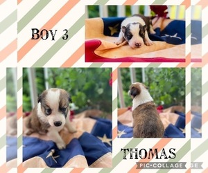 Border-Aussie Puppy for Sale in BLMGTN, Indiana USA