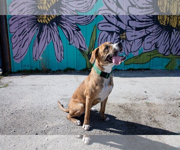 Medium Photo #11 Boxer-Unknown Mix Puppy For Sale in Sandy, UT, USA
