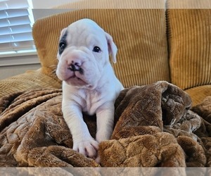 Medium Boxer