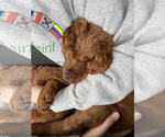 Small Photo #10 Irish Setter Puppy For Sale in KINGWOOD, TX, USA