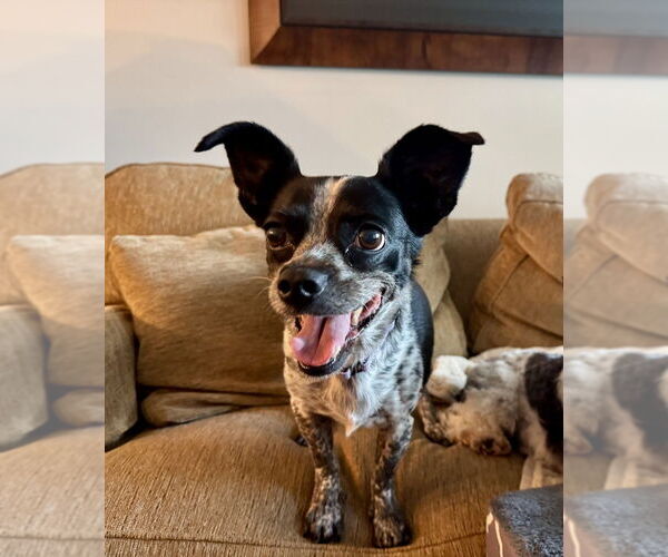 Medium Photo #2 Jack Chi Puppy For Sale in Mooresville, NC, USA