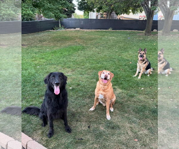 Medium Photo #2 German Shepherd Dog Puppy For Sale in Gretna, NE, USA