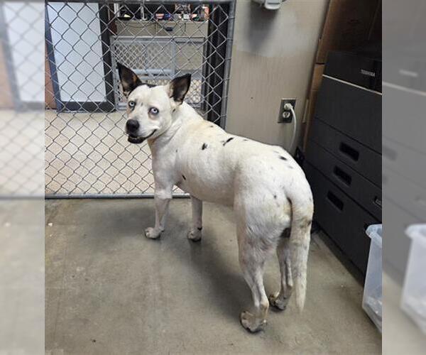 Medium Photo #1 Bluetick Coonhound Puppy For Sale in Tulsa, OK, USA