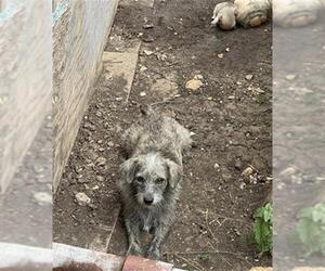 Mutt Dogs for adoption in San Antonio, TX, USA