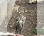 Small Mutt