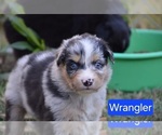 Puppy Wrangler Australian Shepherd