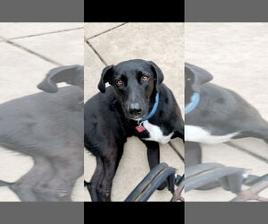 Labrador Retriever-Unknown Mix Dogs for adoption in Wheaton, IL, USA