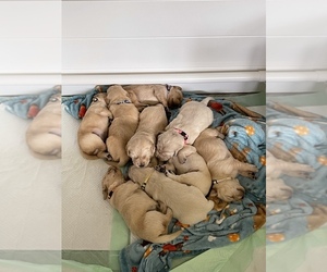 Golden Labrador Puppy for sale in GAYLORD, MI, USA