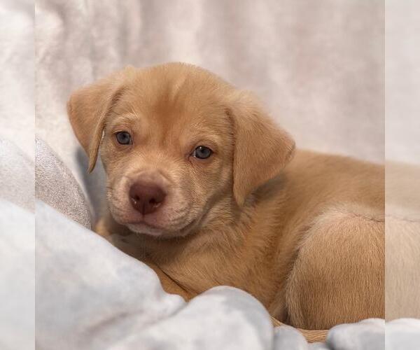 Medium Photo #7 Labrador Retriever-Unknown Mix Puppy For Sale in San Diego, CA, USA