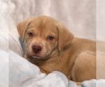 Small #6 Labrador Retriever Mix