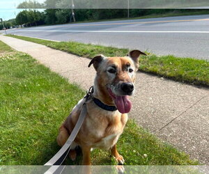 DRAKO - Male Mutt Dog for Adoption - Photo #18