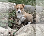 Small Photo #1 Pembroke Welsh Corgi Puppy For Sale in BEECH GROVE, IN, USA