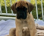 Puppy Doobie Great Dane
