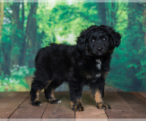 Aussiedoodle Miniature Puppy for sale in SHIPSHEWANA, IN, USA