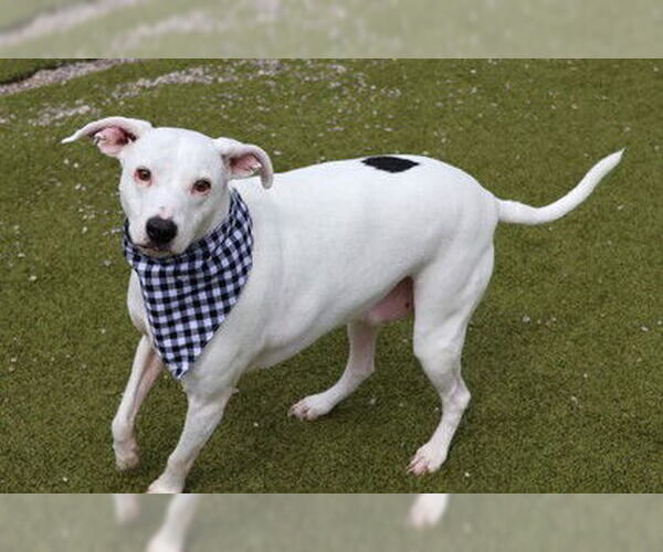 Medium Photo #2 Mutt Puppy For Sale in Rockaway, NJ, USA