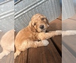 Puppy Green Collar Goldendoodle-Poodle (Standard) Mix