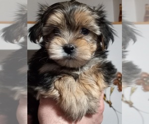 Morkie Puppy for sale in HINCKLEY, MN, USA