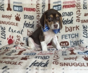 Beagle Dog for Adoption in LAKELAND, Florida USA