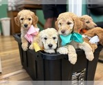 Small #2 Goldendoodle