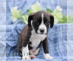 Small #4 Boston Terrier-Cock-A-Poo Mix
