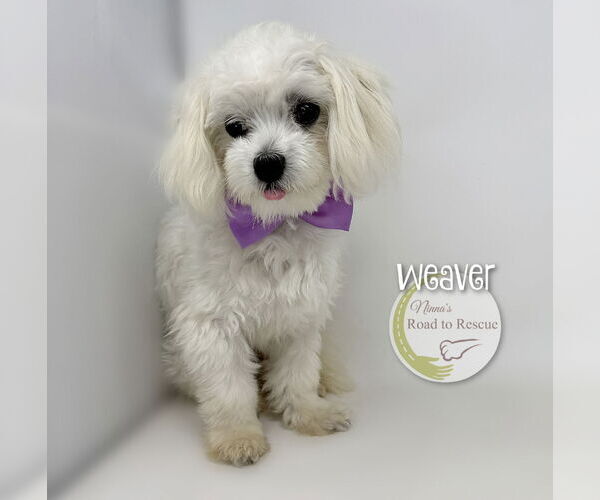 Medium Photo #2 Maltese Puppy For Sale in Benton, LA, USA